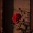 Lady Rose
